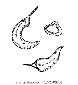 Set of whole and sliced cayenne chili hot pepper isolated on white backgorund. Jalapeno engraved jhand drawn vector sketch illustration in doodle outline. Concept of spicy food, mexican cuisine