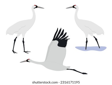 Set of Whooping crane bird. Grus americana isolated on white background. Flying and standing. Gruidae family, large, long-legged, and long-necked bird. Vector illustration.