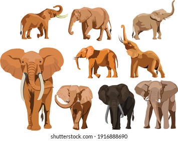 set of wild african elephant vector