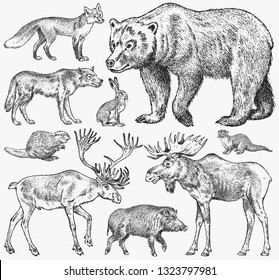 Set Wild animals  Brown Grizzly Bear Forest Moose Red Fox North Boar Wolf Sable Badger Gray Hare Reindeer River otter  Vintage monochrome Mammal   Predator in Europe  Engraved hand drawn sketch 