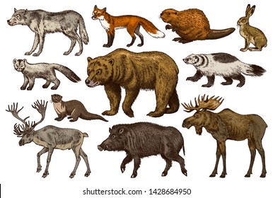 Set of Wild animals. Brown Grizzly Bear Forest Moose Red Fox North Boar Wolf Sable Badger Gray Hare Reindeer River otter. Vintage monochrome Mammal and Predator in Europe. Engraved hand drawn sketch. - Shutterstock ID 1428684950