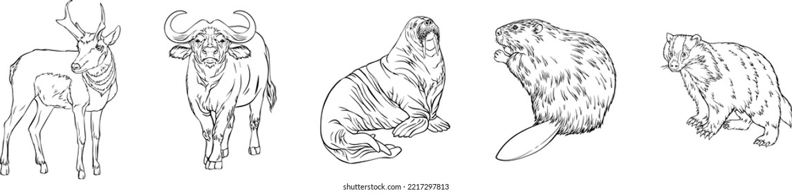 A set of wild animals. Deer, buffalo, seal, beaver, raccoon. Black and white hand drawn vector. For illustrations, coloring books and your design.