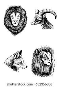 Set of wild animals, graphical fox,lion an goat isolated on white .Vector illustration for coloring and printing