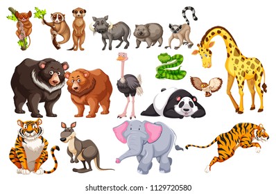 A Set of Wild Animals on White Background illustration
