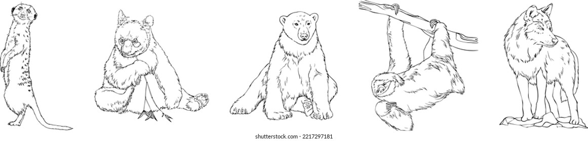 Conjunto de animales salvajes. Oso polar, lobo, merkat, pereza, panda. Vector dibujado a mano en blanco y negro. Para ilustraciones, colorear libros y tu diseño.