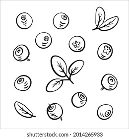 Set of wild berries: blueberry, lingonberry, cranberry. Black line sketch collection of fruits and berries isolated on white background. Doodle hand drawn fruits. Vector illustration