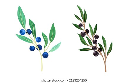 Set of wild berries twigs. Black bird cherry and blueberry branches vector illustration