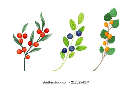 Set of wild berries twigs. Branches with ripe berries and green leaves vector illustration