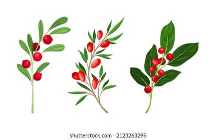 Set of wild berries twigs. Cranberry, barberry, lingonberry branches vector illustration