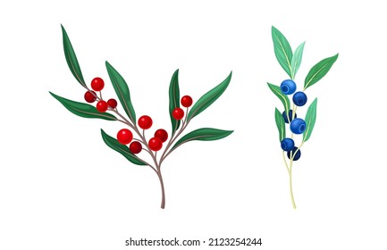 Set of wild berries twigs. Red bird cherry and blueberry branches vector illustration