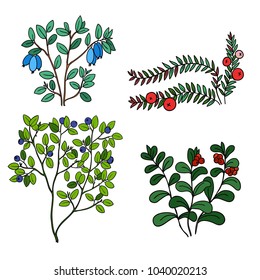 Set of wild berries. Vector illustration