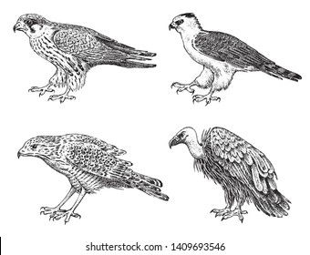 Set of wild birds. Goshawk, Griffon vulture, Pallid harrier, Black kite and eagle. Hand drawn vector sketch in engraved graphic style.