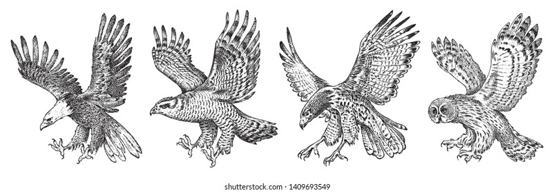 Set of wild birds. Goshawk, Pallid harrier, Black kite, Owl and eagle. Hand drawn vector sketch in engraved graphic style.