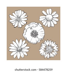 Set of wild, black and white field flowers - poppy, chamomile, cornflower, daisy, sketch vector illustration isolated on brown background. Realistic hand drawing of field flowers, decoration elements