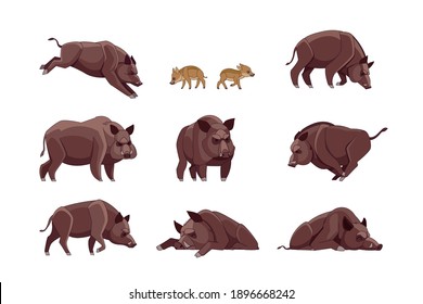 Set of Wild boar in different poses looking, running, walking, sleeping, attack. Wild forest creature different poses. Vector flat cartoon character of big mammal animal illustrations isolated.