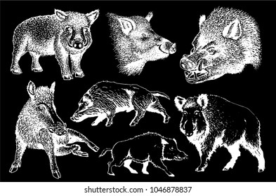 Set of wild boars isolated on black background,vector sketch