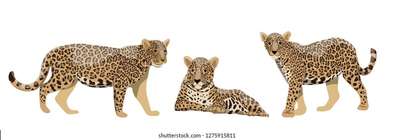 Set of wild cats jaguars or leopards in different poses. Wildlife of the rainforests of the Amazon and South America. Realistic Vector animal