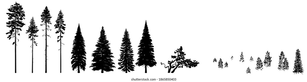 Set of wild coniferous trees hand-drawn in silhouette. Bundle wild coniferous forest trees, firs, pines, mountain pines, ship pines composition of young fir trees, spruce forest. Isolated on a white.