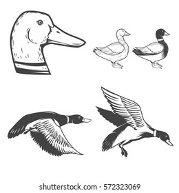 Set of wild ducks icons isolated on white background. Duck hunting. Design elements for logo, label, badge, sign. Vector illustration