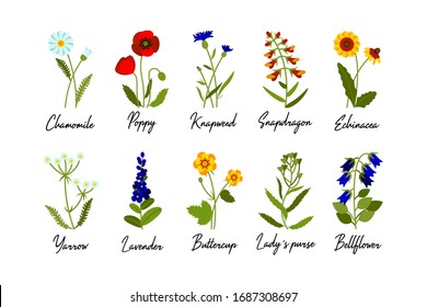 Set of wild field flowers with names isolate on white background. Colorful vector illustration