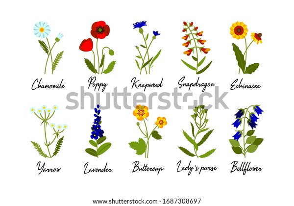 Set Wild Field Flowers Names Isolate Stock Vector Royalty Free