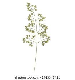 Set of wild field grass tops. Detailed vector illustration on white background.