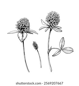 A set of wild flowering plant blooming clovers. Hand drawn botanical vector illustration. Sketch painted by black inks. Black line on white isolated background. For clip art greeting card logo package