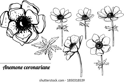 Set with wild flowers anemones. Objects isolated on white background