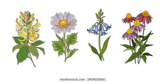 Set of wild flowers colorful vector botanical illustrations. Echinacea, daisy, bluebells, honeysuckle outline colored drawings collection. Modern design for logo, tattoo, wall art. Isolated on white.
