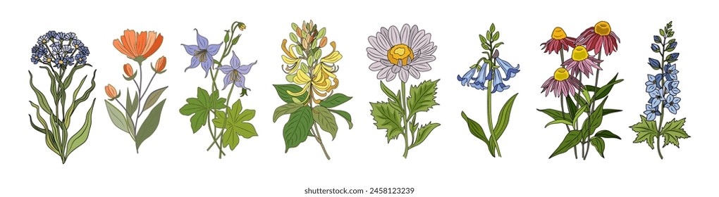 Set of wild flowers colorful vector botanical illustrations. Echinacea, verbena, larkspur, bluebells, honeysuckle, columbine hand drawn sketch collection. Modern design for logo, tattoo, wall art.