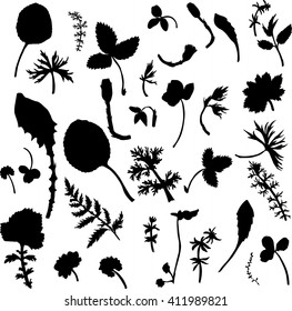 Set of  wild flowers, herbs and leaves silhouettes, field plants,  isolated drawing floral elements, hand drawn vector illustration