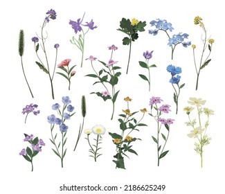 Set of wild flowers isolate on white background. Vector illustration.