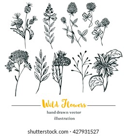 Set of Wild Flowers isolated on the white background.Vector floral elements hand drawn illustration.Healing and cosmetics herb.Botanical plant.Design for natural and organic products.