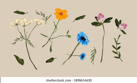 Set of wild flowers and leaves. Vector freehand illustration.