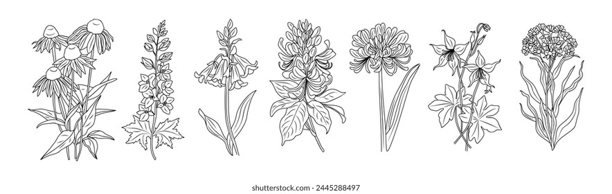 Set of wild flowers line art vector botanical illustrations. Echinacea, verbena, bluebells, columbine hand drawn black ink sketch collection. Modern design for logo, tattoo, wall art. Not AI generated