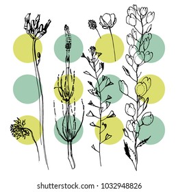 Set of wild flowers on white background. Vector illustration. 