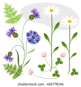 set of wild flowers on a white background