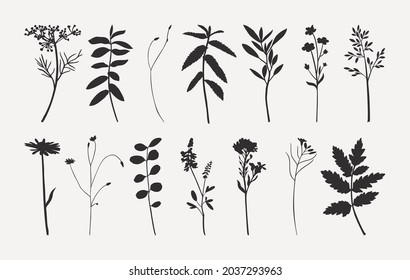 Set of Wild Flowers Silhouettes in Trendy Minimalist Style. Vector Herbs Illustration in Monochrome Colors for Postcard, Poster, T-shirt Print, Cover, Invitation and Patterns