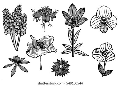 set of the wild flowers. Vector illustration on line art style, isolated on white