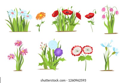 Set of wild forest and garden flowers. Spring concept. Flat vector flower illustration isolate on a white background.
