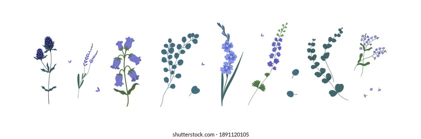 Set von Wildblumen und Gartenblumen und dekorativen grünen Pflanzen einzeln auf weißem Hintergrund. Kollektion von Blumendekorationen, Lavendel, Eukalyptus, Delphinium und Bluebell. Flache Vektorgrafik