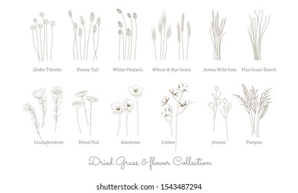 set of wild grass, grain, cereal and Dried flowers in vector line art style. Grass Collection for bohemian wedding and decoration