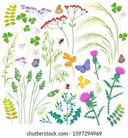 Set of wild grasses, herbs, wildflowers, cereals and insects isolated on white. Simple oats, lettuce, thistle, mat grass, summer field flowers, butterflies and bumblebee vector flat illustration.