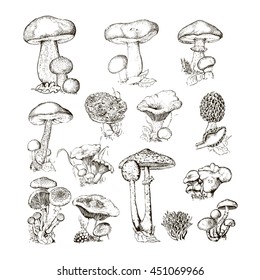 Set of wild hand drawn mushrooms. Vector illustration.