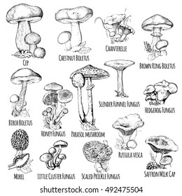 Set of wild hand drawn mushrooms. Vector illustration.