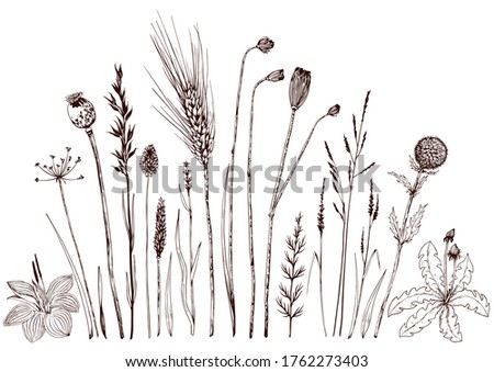 Set of wild herbs and flowers. Hand drawn vector illustration. Isolated elements for design.