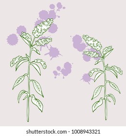 Set of wild herbs and flowers isolated on white background. Hand drawn vector illustration. Cartoon ink sketch.