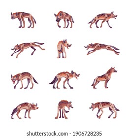 Set of Wild hyenas in different poses looking, running, walking, sleeping, attack. Wild forest creature different poses. Vector flat cartoon character of spotted mammal animal illustrations isolated.