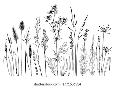 Set wild meadow herbs   flowers  Hand drawn black   white vector illustration  Isolated elements for design 