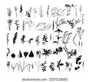 Set of wild meadow herbs and flowers. Hand drawn black and white vector illustration. Isolated elements for design.